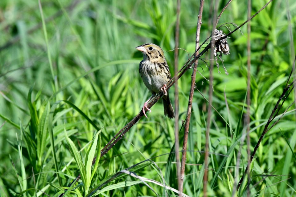 Henslow's sparrow photo