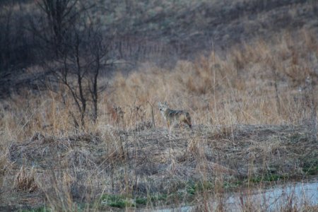 Coyote sightings at Big Muddy National Fish and Wildlife Refuge