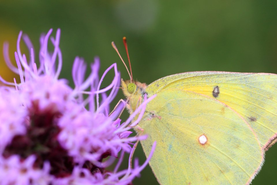 Clouded sulphur