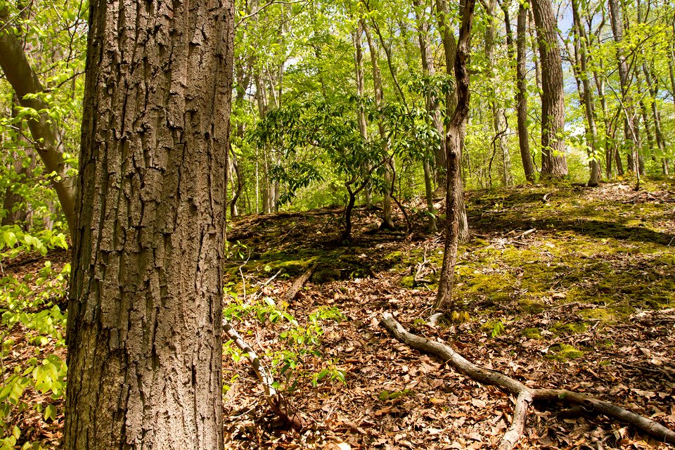 Chestnut oak bark in the Oak - Beech Heath Forest