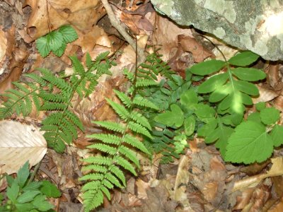 Ferns and More