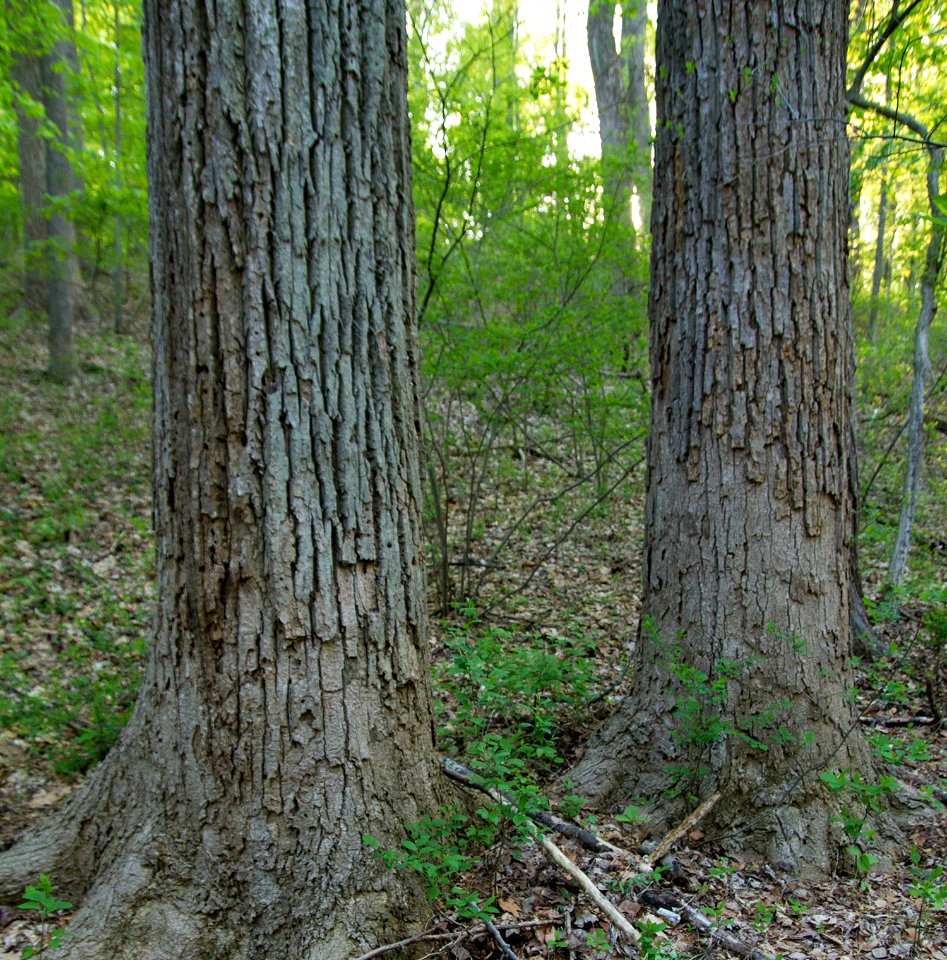 Successional Tuliptree Forest (Rich Type)