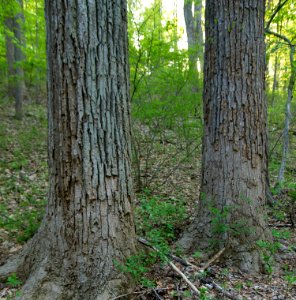 Successional Tuliptree Forest (Rich Type)