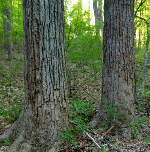 Successional Tuliptree Forest (Rich Type) photo