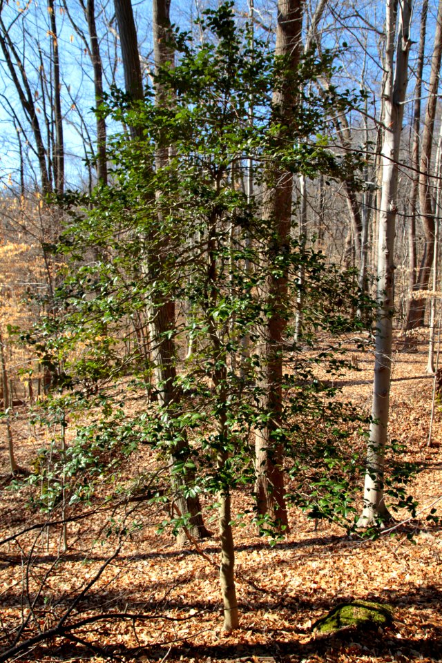 American holly