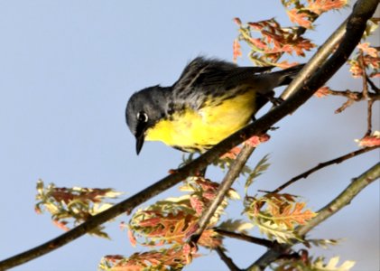 Kirtland's Warbler in Michigan photo