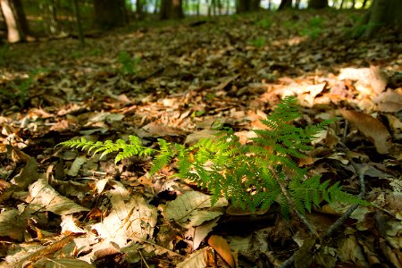 Marginal Woodfern?
