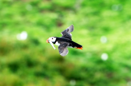 Puffin flying with sand eel photo