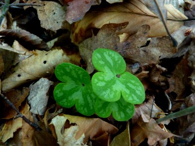 Roundleaf liverleaf