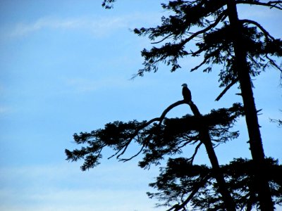 Eagle at Quinault Rain Forest at Olympic NP in WA