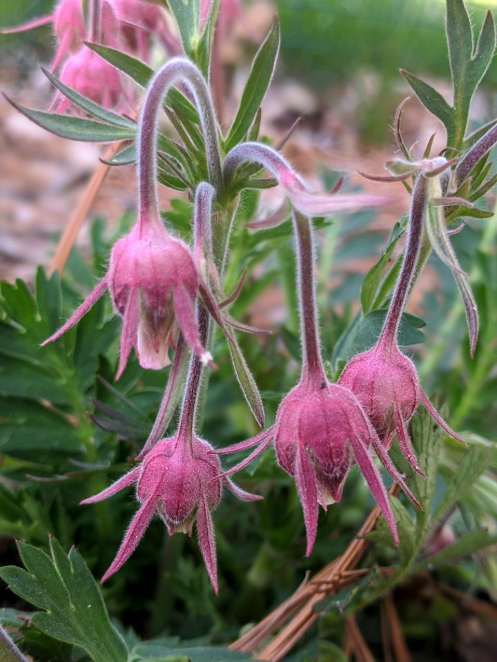 Prairie Smoke in Bloom