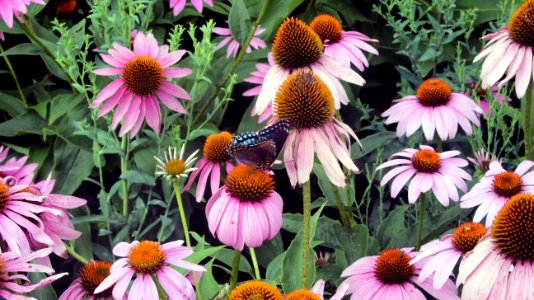 Red-spotted Purple Butterfly photo