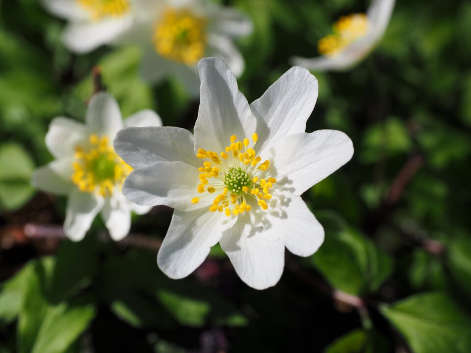 Flower white anemone nemorosa