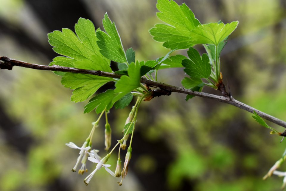 Missouri gooseberry (Ribes missouriense)