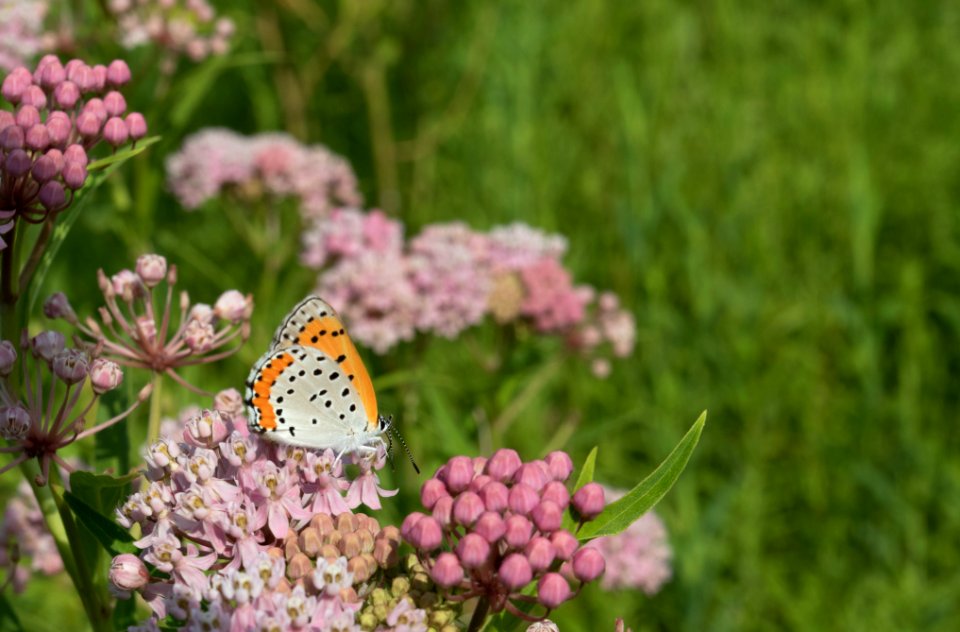 Bronze copper butterfly