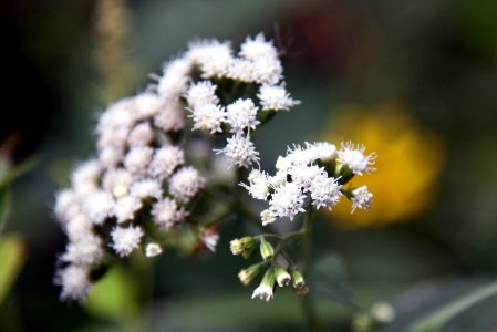 White snakeroot