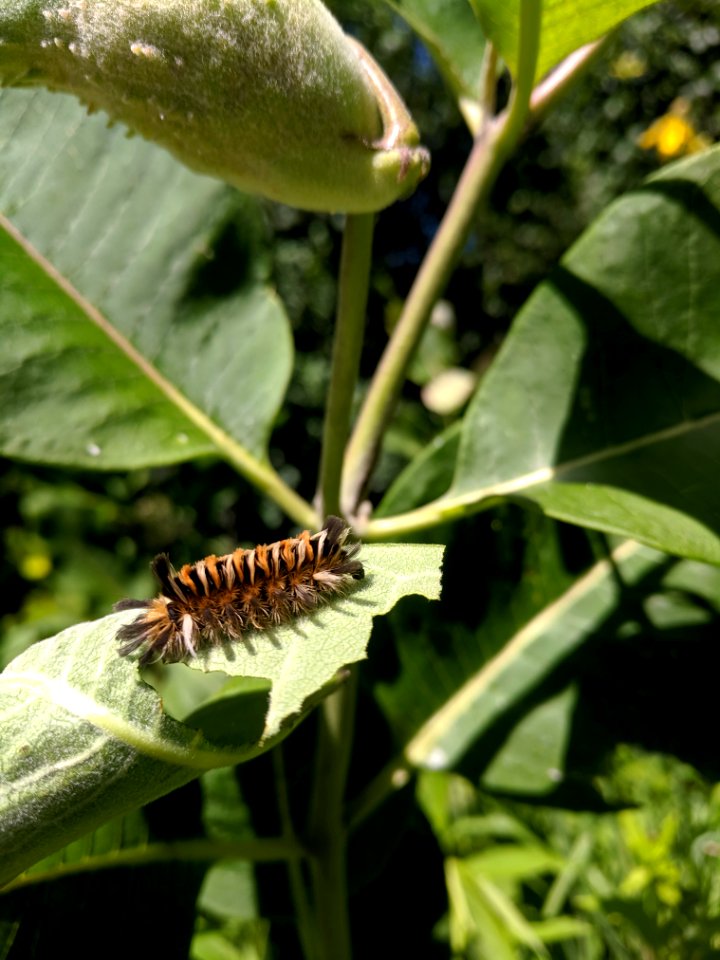 Milkweed Tussock Moth Caterpillar