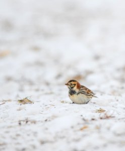 Lapland longspur