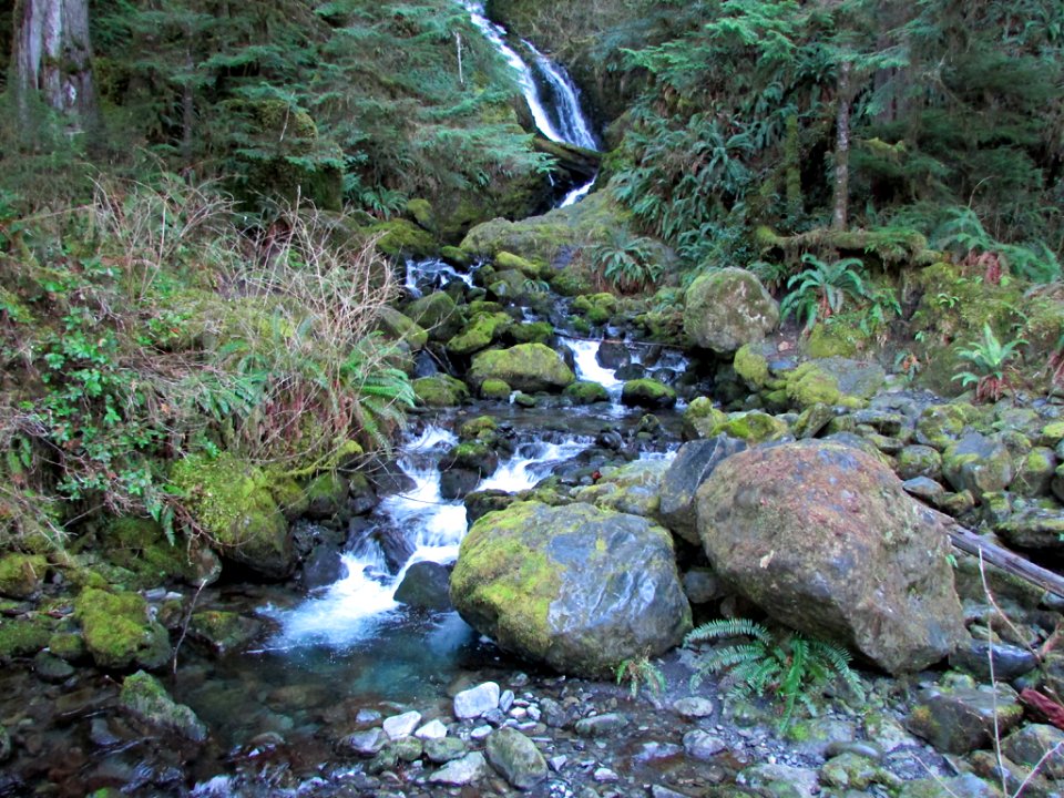 Waterfall at Quinault Rain Forest at Olympic NP in WA