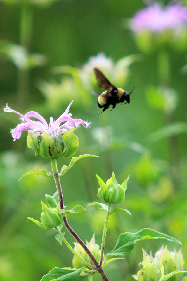 Bee Visiting Wild Bergamot