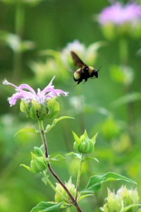 Bee Visiting Wild Bergamot photo