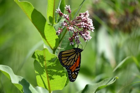 Monarch butterfly on common milkweed photo