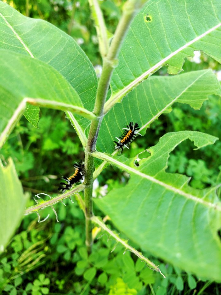 Milkweed Tussock Moth Caterpillar