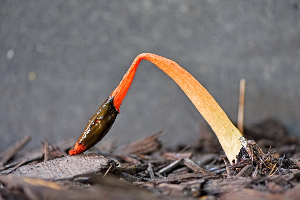 Dog Stinkhorn Fungus