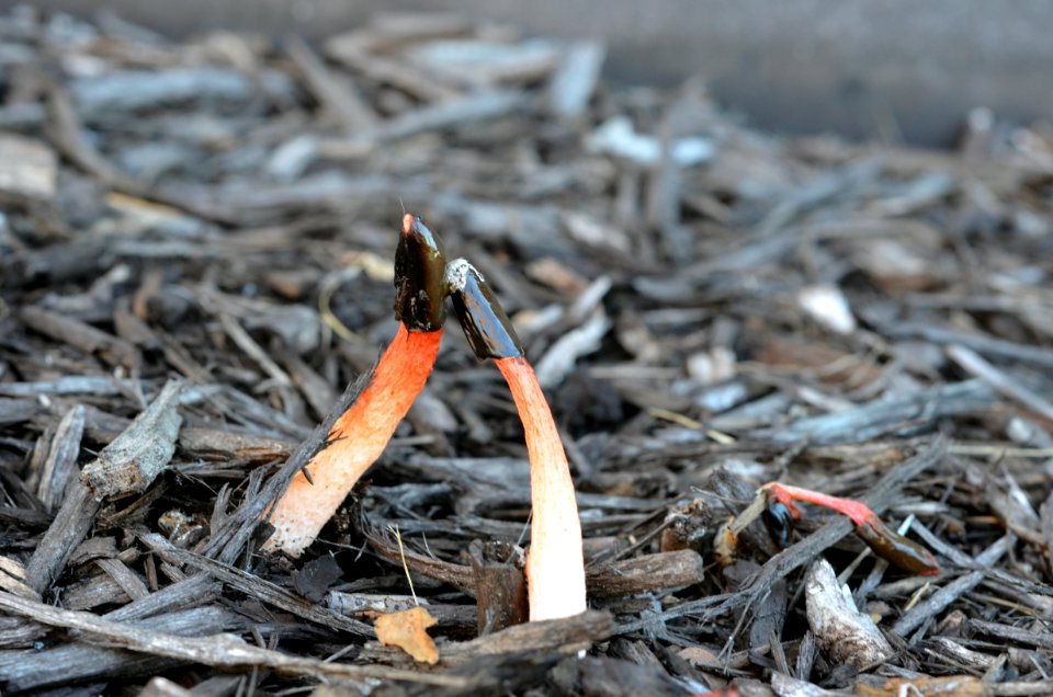 Stinkhorn Fungus
