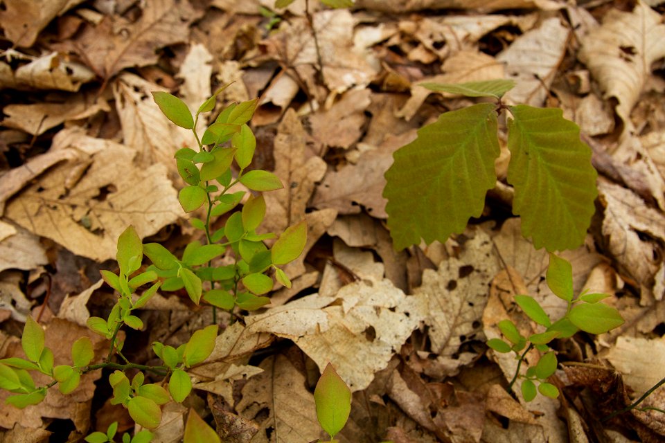 Chestnut oak seedling and hillside blueberry shrub