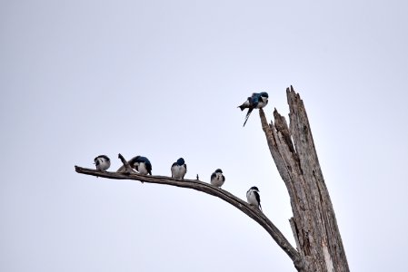 Tree swallows preening photo