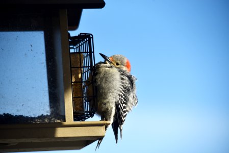 Red-bellied woodpecker photo