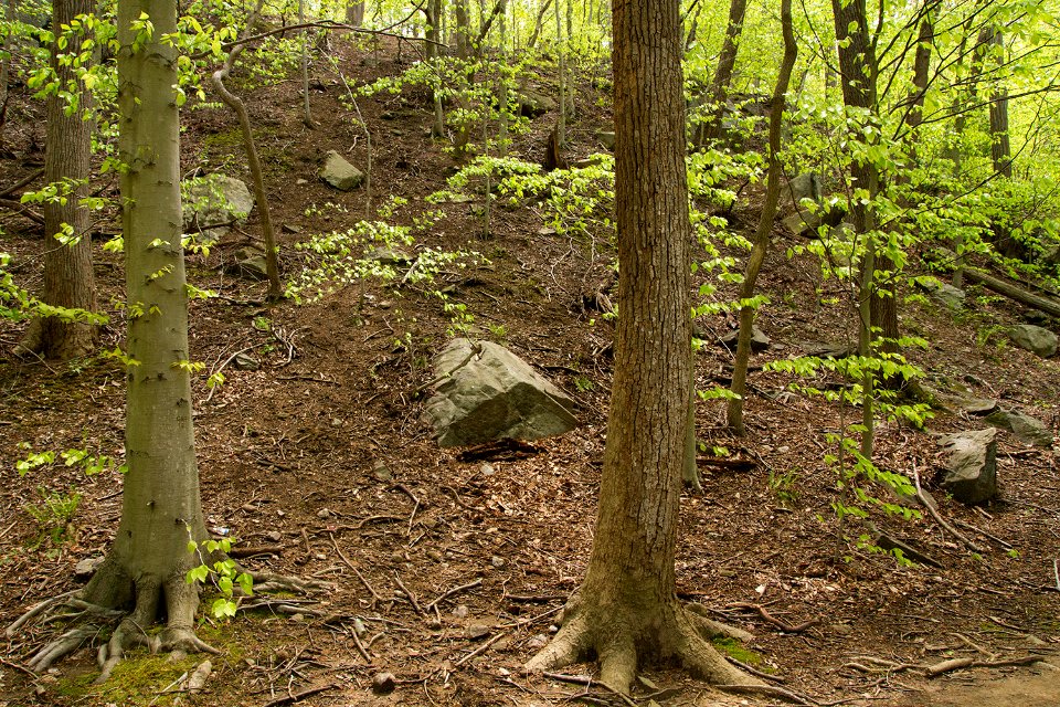 Rock Creek Park's Valley Trail in spring.