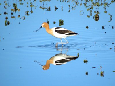 American Avocet