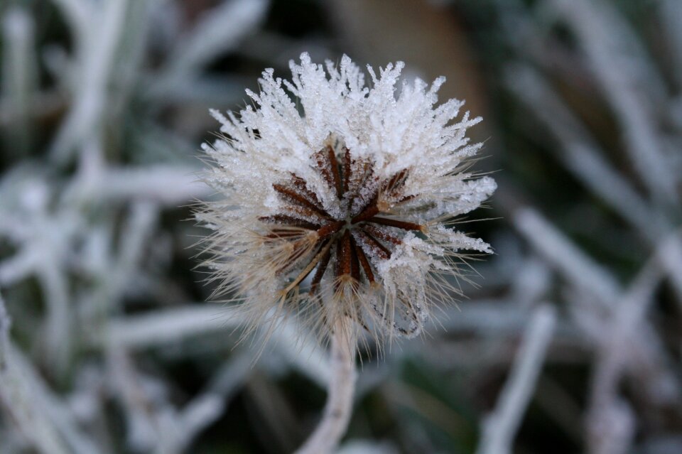 Frost eiskristalle winter
