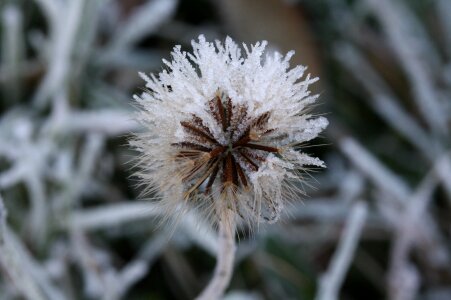 Frost eiskristalle winter photo