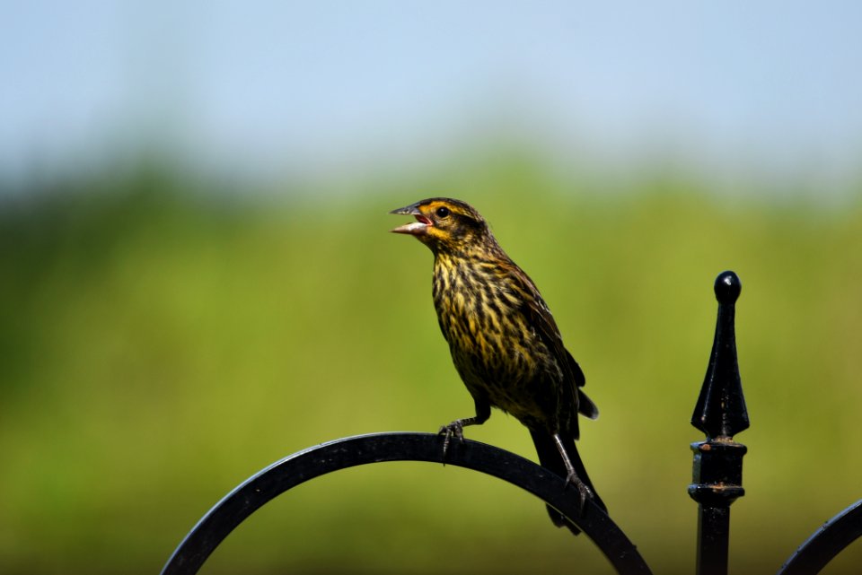 Red-winged blackbird