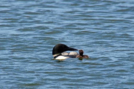 Common Loon With Chick photo