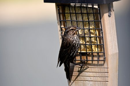 Red-winged blackbird photo