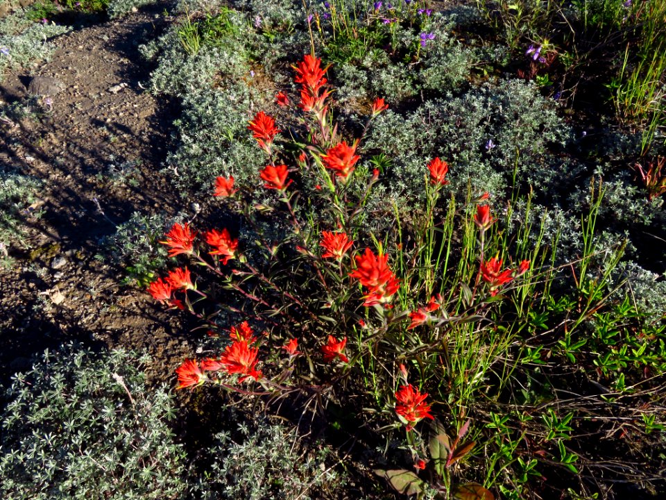 Wildflowers at Mt. Margaret Backcountry in WA