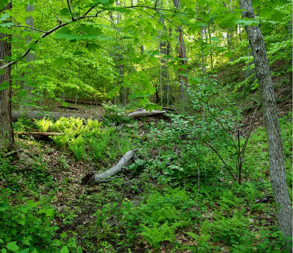 Basic Mesic Hardwood Forest