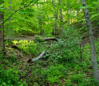 Basic Mesic Hardwood Forest