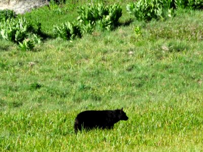 Black Bear at Sequoia NP in CA photo