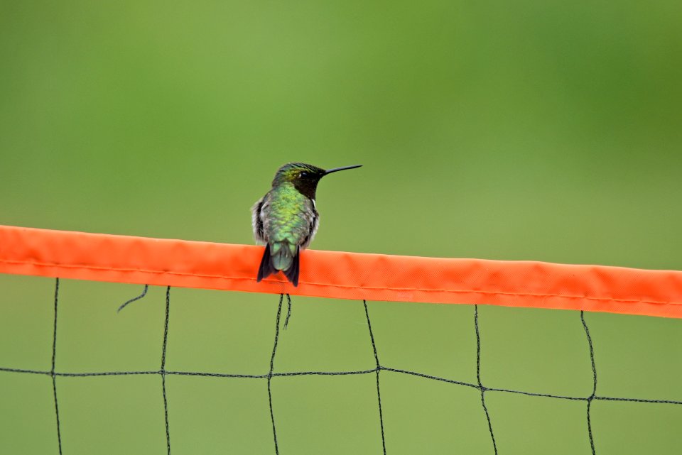 Ruby-throated hummingbird