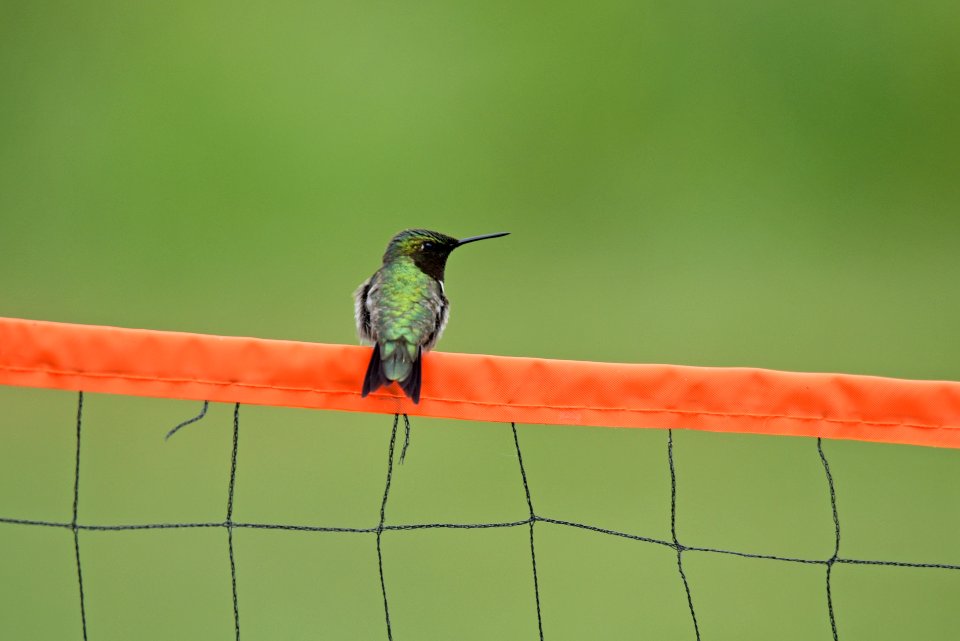 Ruby-throated hummingbird photo