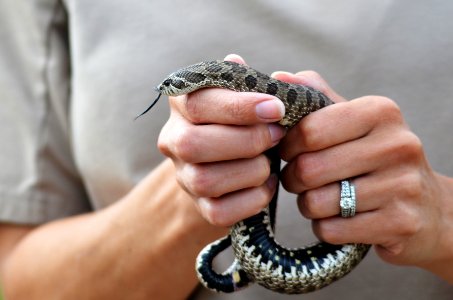 Western Hognose Snake photo