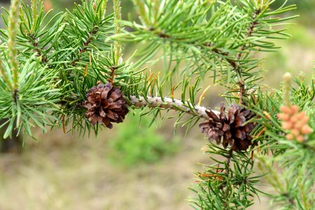 Kirtland's Warbler Habitat