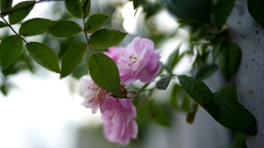 DSC4506