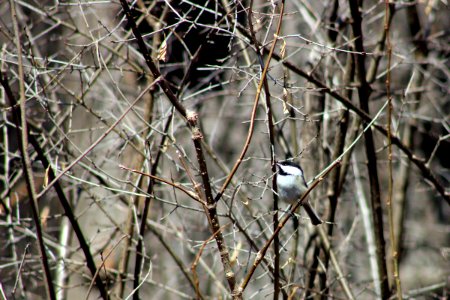 Black-capped Chickadee photo