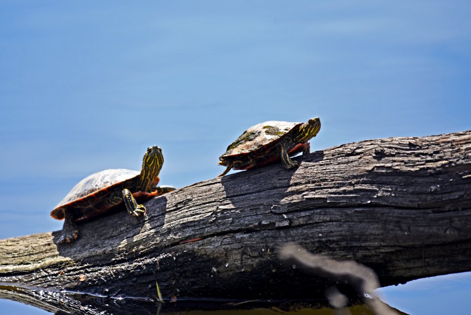 Painted turtles basking in the sun on a log